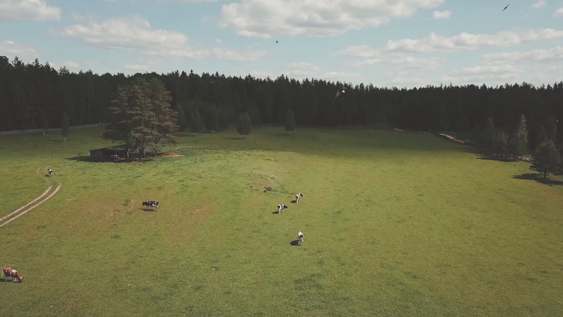 BiOHY Rohrreiniger, Abflussreiniger, Rohfrei Mittel, Profi-Konzentrat